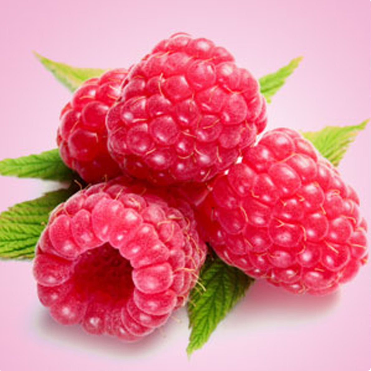 Fresh Raspberry Body Lotion