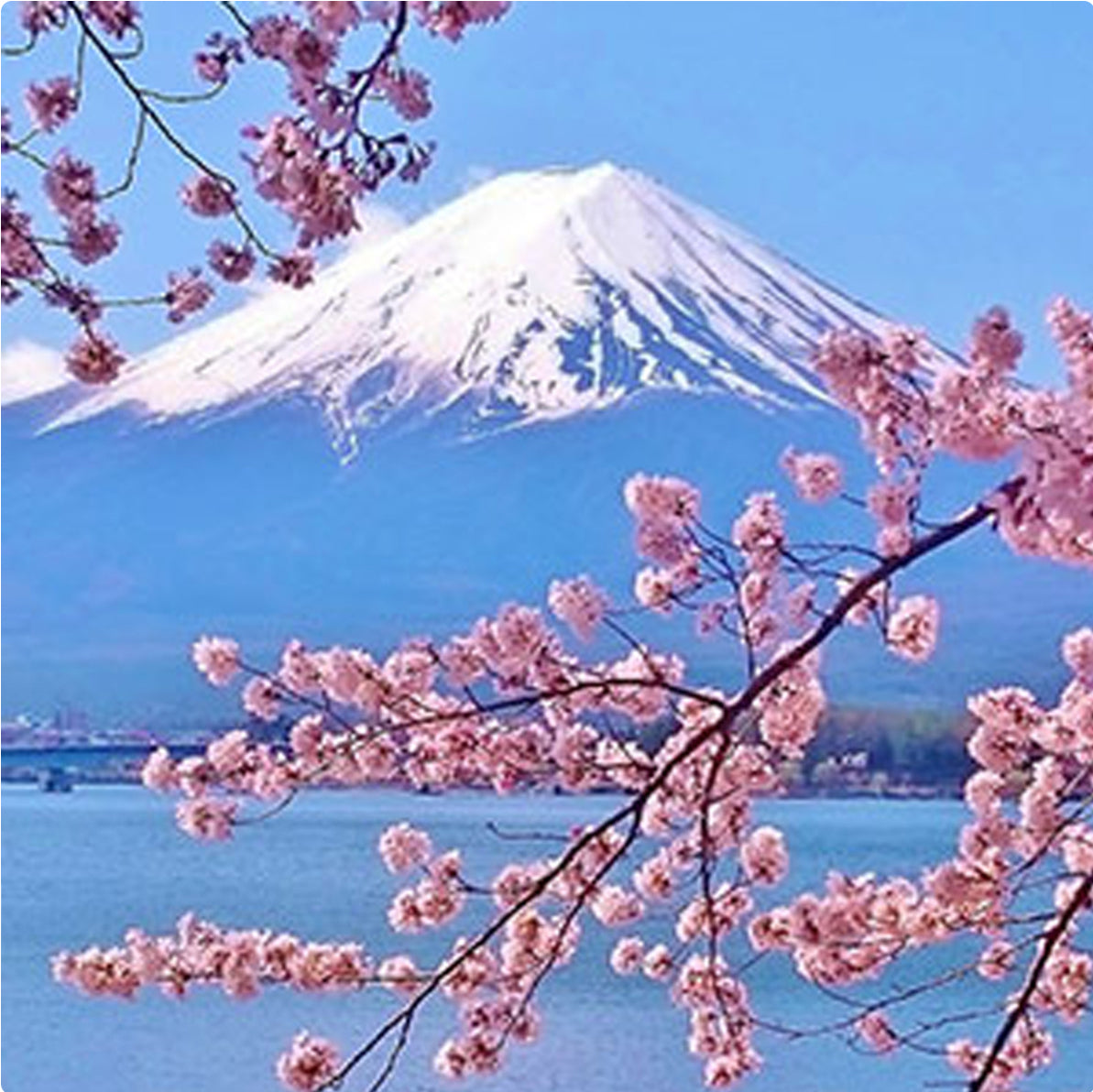 Japanese Cherry Blossom Body Lotion