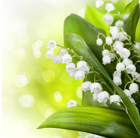 Lily Of The Valley Body Lotion