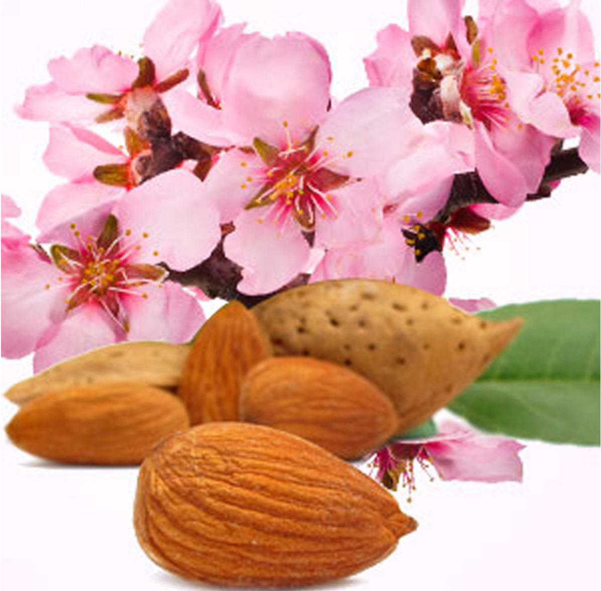 Almond Body Lotion