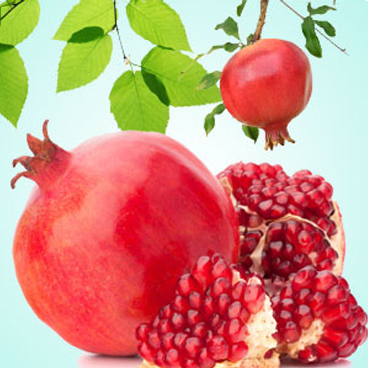 Pomegranate Body Lotion