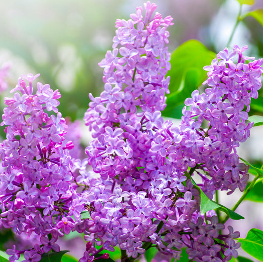 Lilac Body Lotion