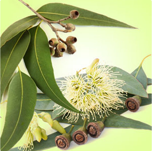 Eucalyptus Body Lotion